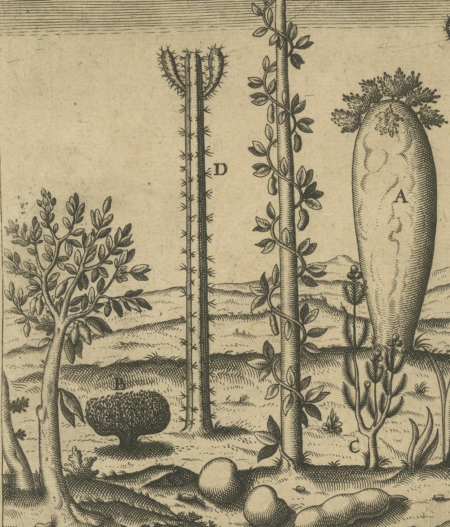 17th Century Botanical Illustration of Saint Lawrence's (Madagascar) Seeds and Plants, 1601  For Sale
