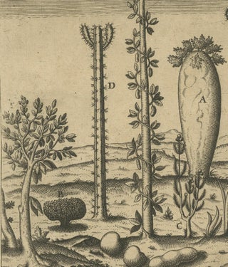 Botanical Illustration of Saint Lawrence's (Madagascar) Seeds and Plants, 1601, view 5