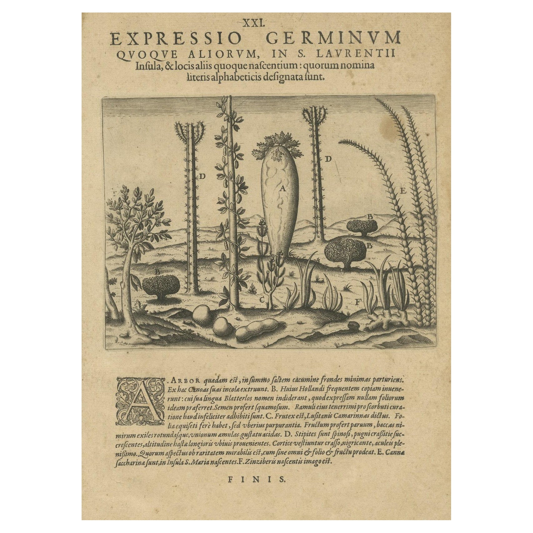 Botanical Illustration of Saint Lawrence's (Madagascar) Seeds and Plants, 1601