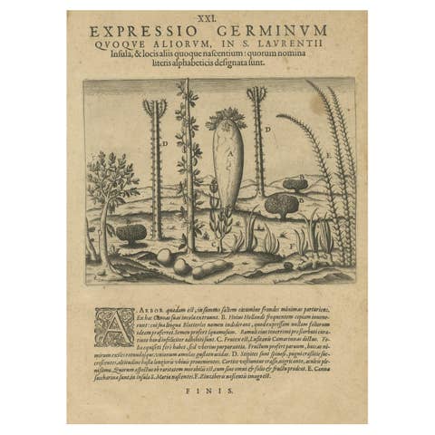 Botanical Illustration of Saint Lawrence's (Madagascar) Seeds and Plants, 1601