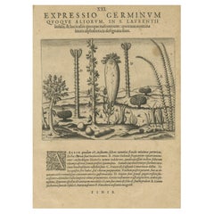 Botanical Illustration of Saint Lawrence's (Madagascar) Seeds and Plants, 1601