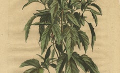 Botanical Illustration of Sesame Plant (Sesamum indicum) - Munting’s 1696 Herbal
