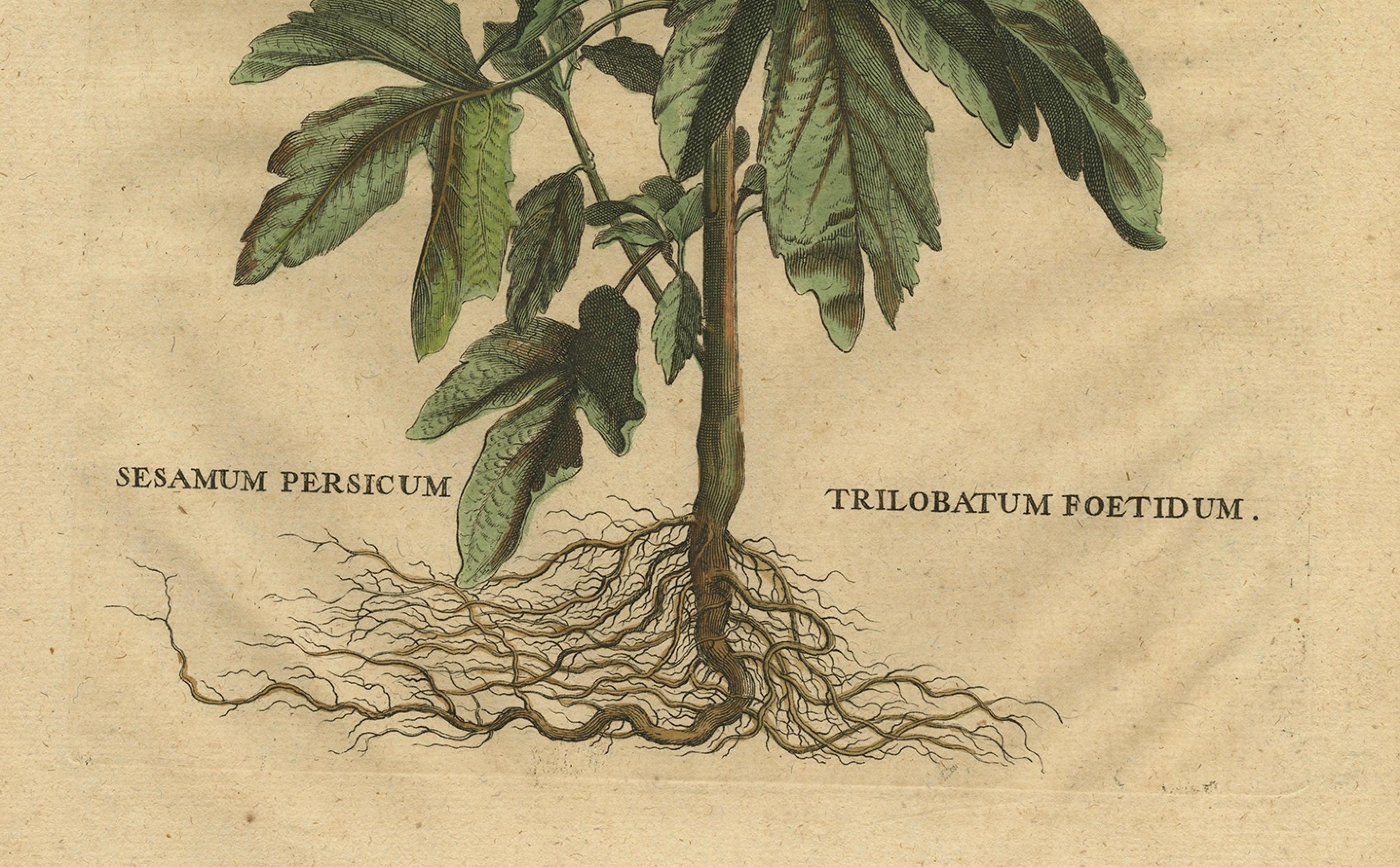 Engraved Botanical Illustration of Sesame Plant (Sesamum indicum) - Munting’s 1696 Herbal For Sale