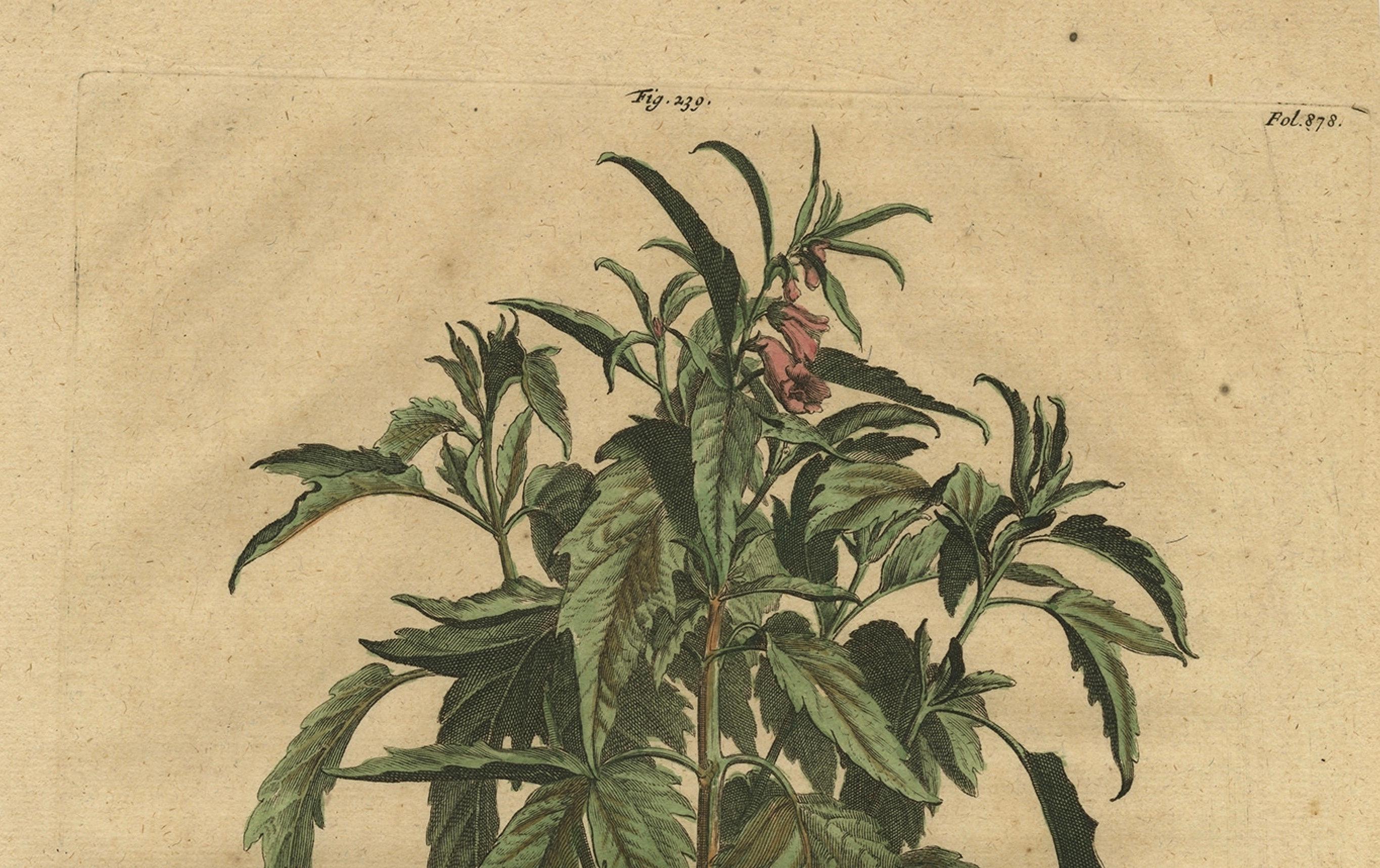 Botanical Illustration of Sesame Plant (Sesamum indicum) - Munting’s 1696 Herbal In Good Condition For Sale In Langweer, NL