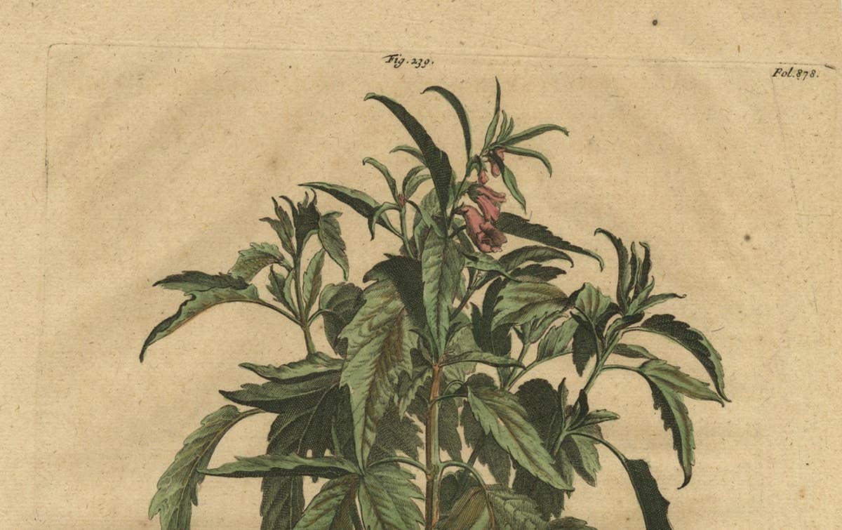 Botanical Illustration of Sesame Plant (Sesamum indicum) - Munting’s 1696 Herbal