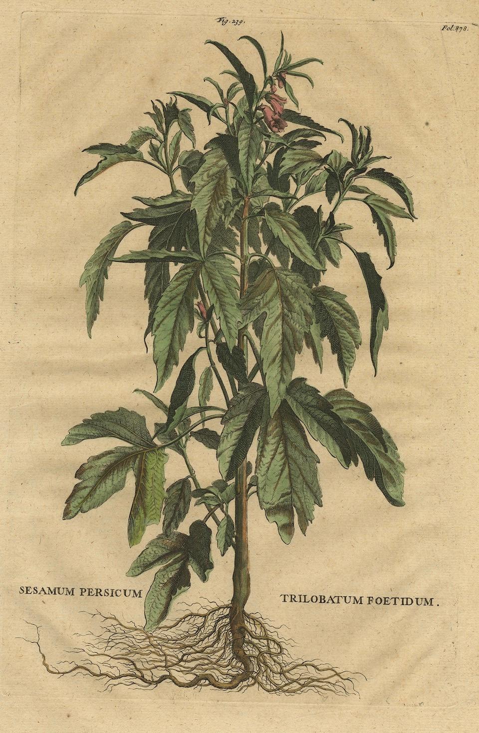 Late 17th Century Botanical Illustration of Sesame Plant (Sesamum indicum) - Munting’s 1696 Herbal For Sale