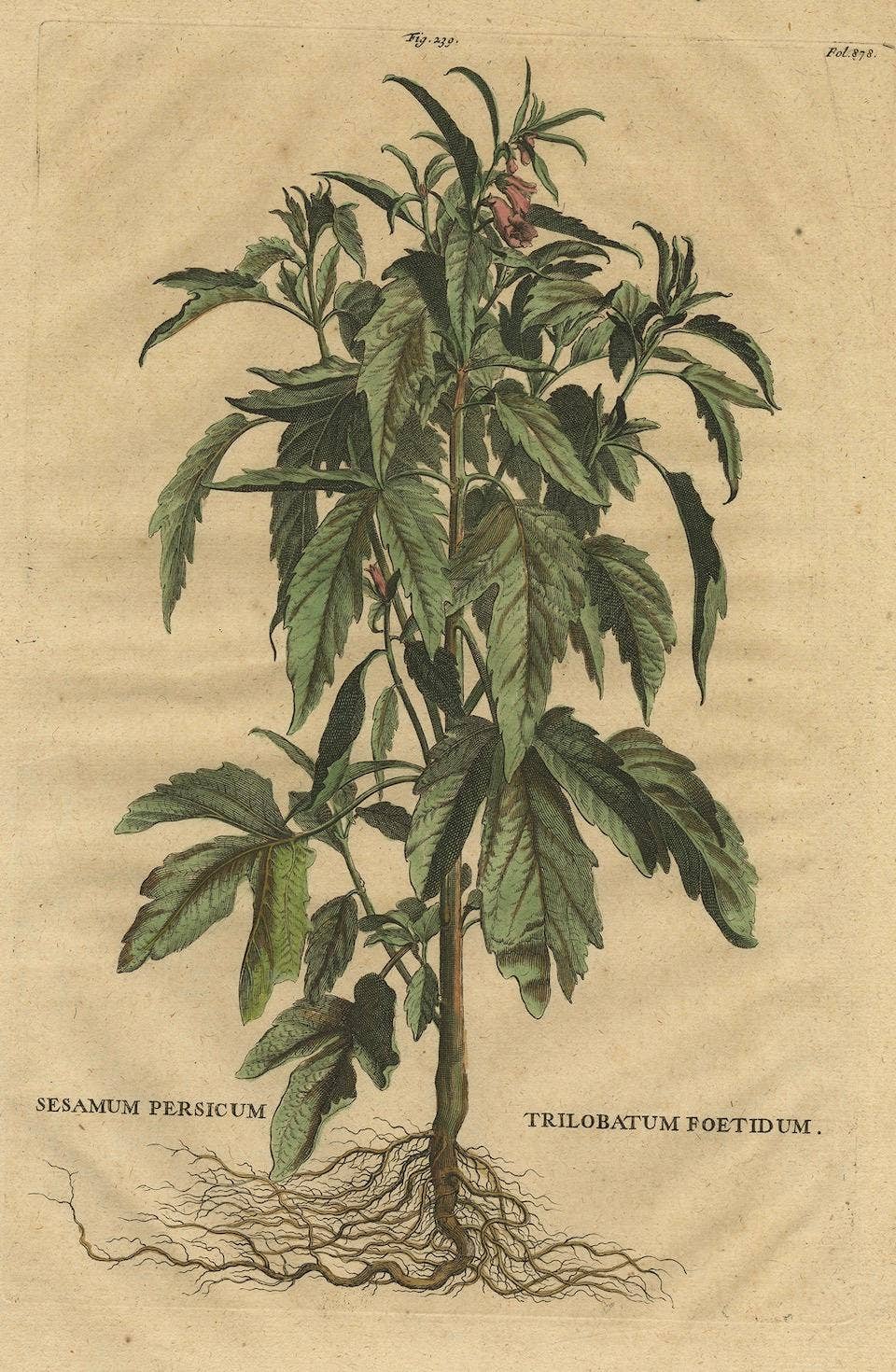 Botanical Illustration of Sesame Plant (Sesamum indicum) - Munting’s 1696 Herbal