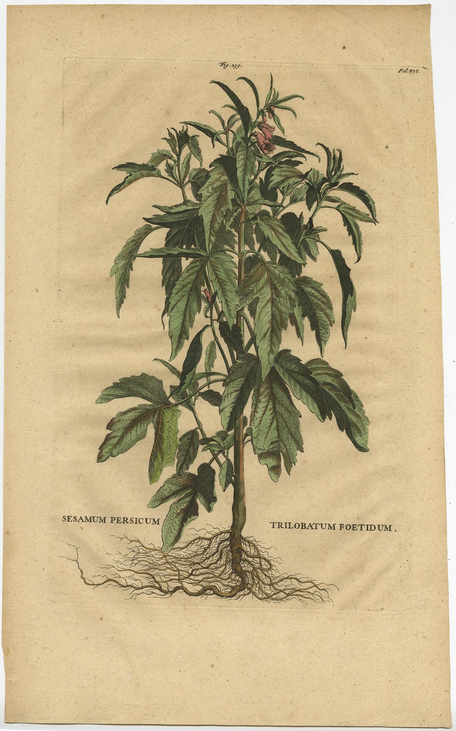 Paper Botanical Illustration of Sesame Plant (Sesamum indicum) - Munting’s 1696 Herbal For Sale