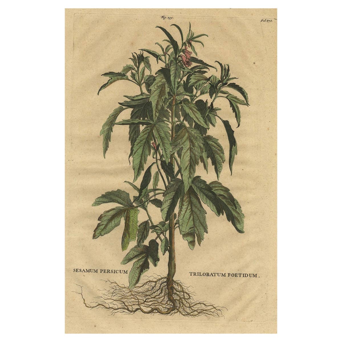 Botanical Illustration of Sesame Plant (Sesamum indicum) - Munting’s 1696 Herbal