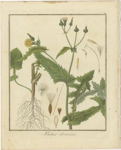 Botanical Illustration of Sonchus Oleraceus or Common Sow Thistle, 1822
