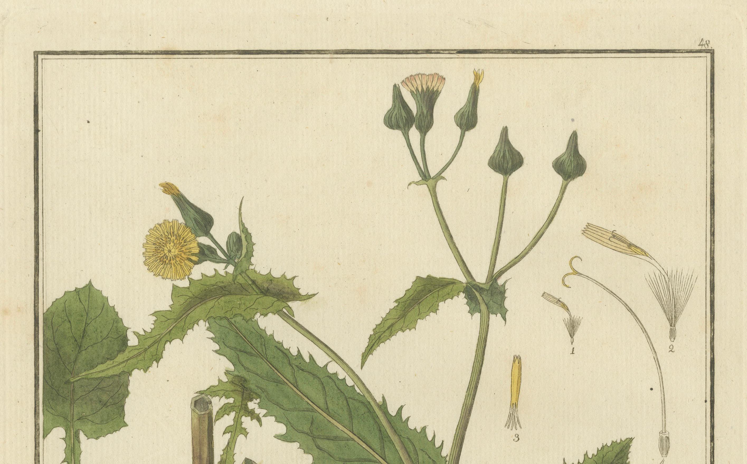 Botanicale Illustration des Sonchus Oleraceus oder Common Sow Thistle, 1822 (Graviert) im Angebot