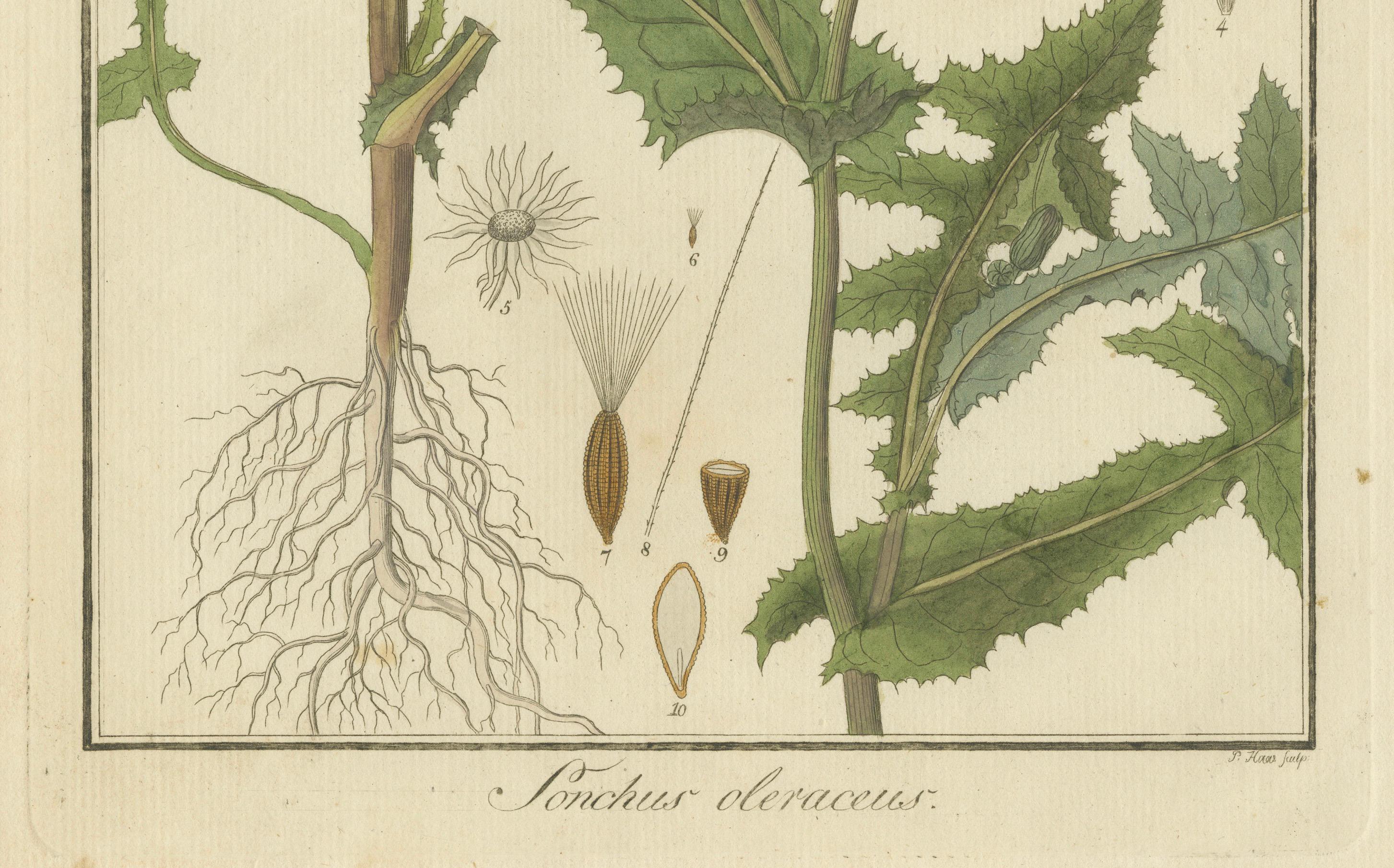 Botanicale Illustration des Sonchus Oleraceus oder Common Sow Thistle, 1822 im Zustand „Gut“ im Angebot in Langweer, NL