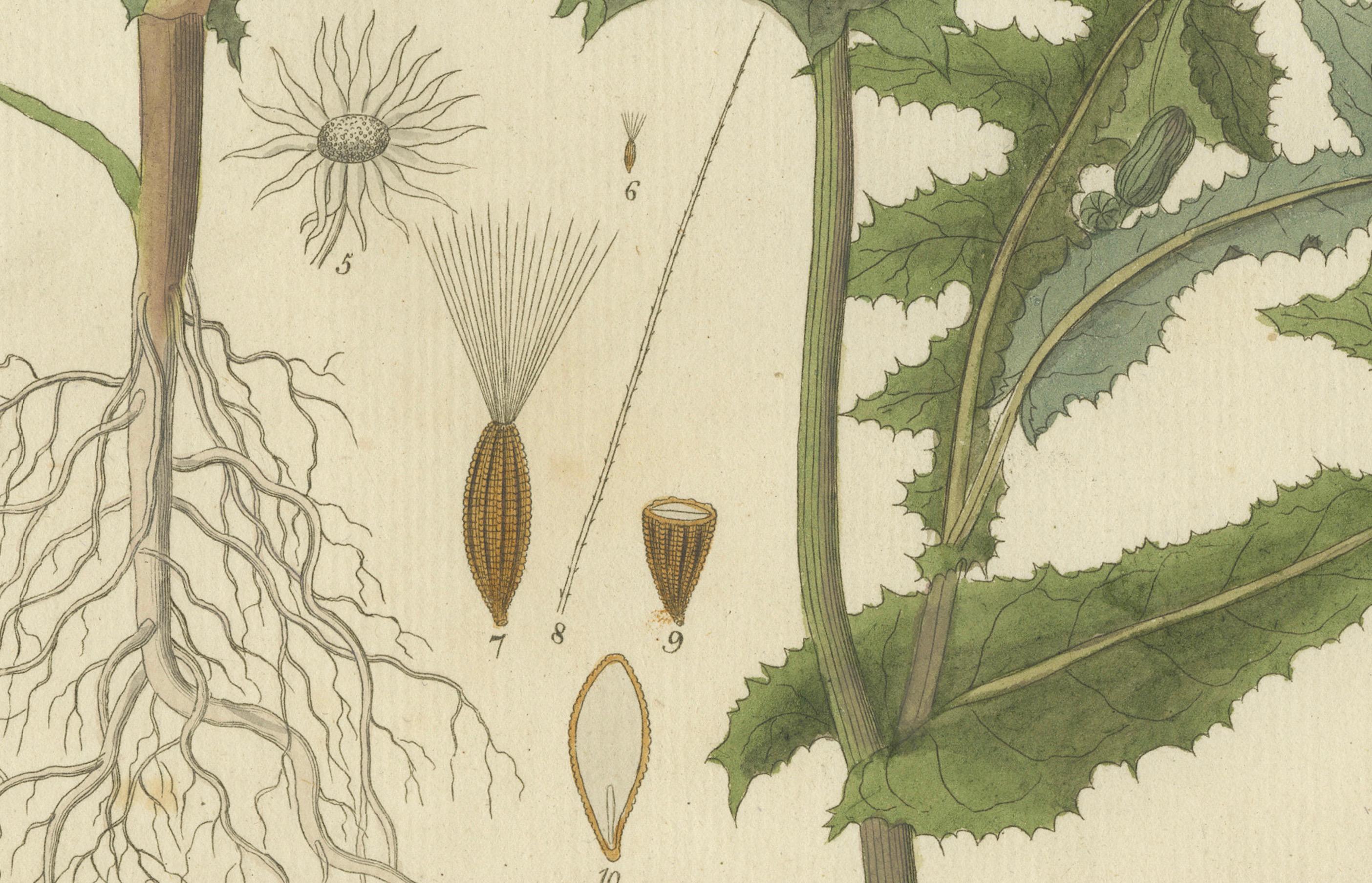 Botanicale Illustration des Sonchus Oleraceus oder Common Sow Thistle, 1822 (Frühes 19. Jahrhundert) im Angebot