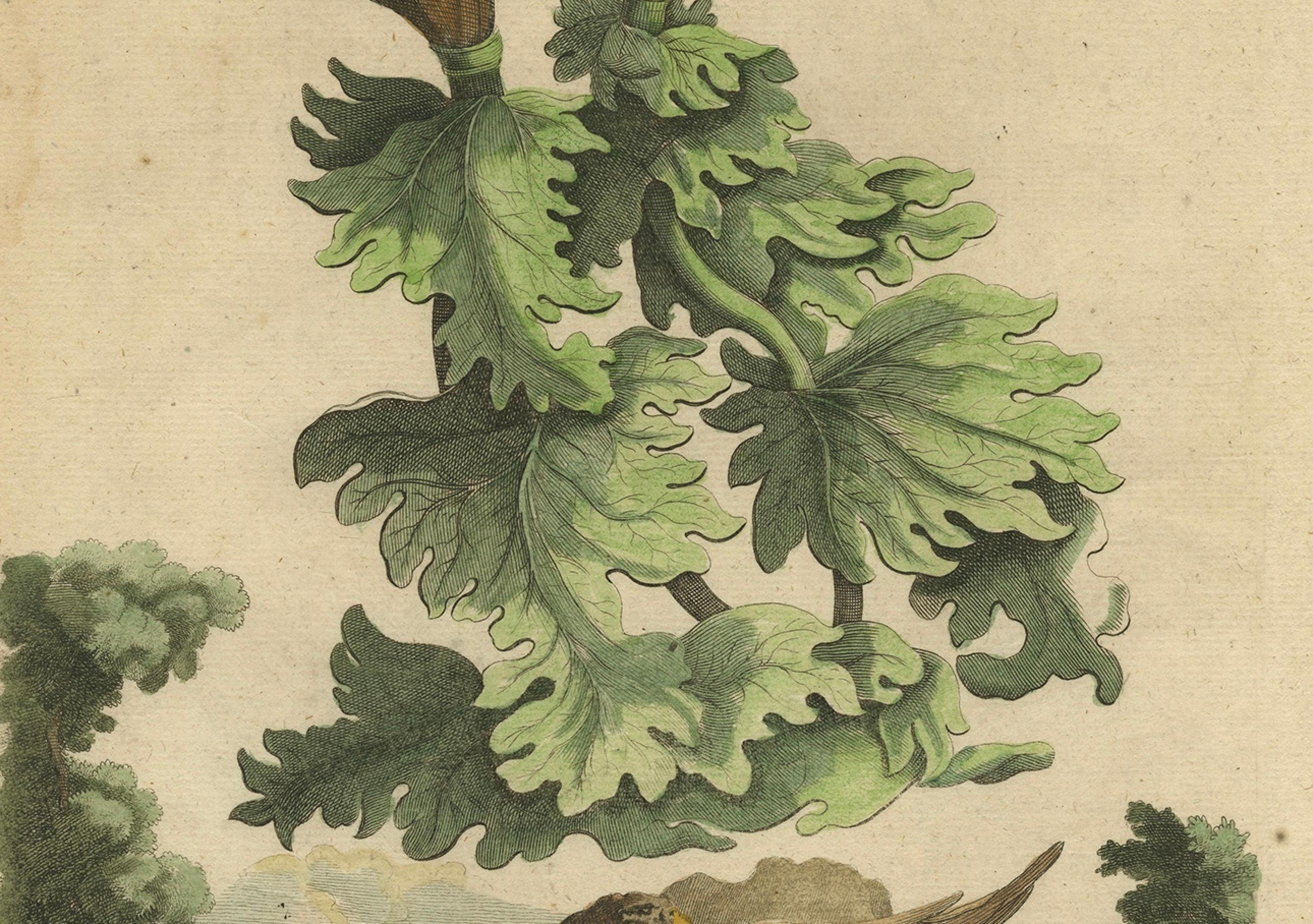 Late 17th Century Botanical Illustration of Soursop (Annona muricata) from Munting’s 1696 Herbal For Sale