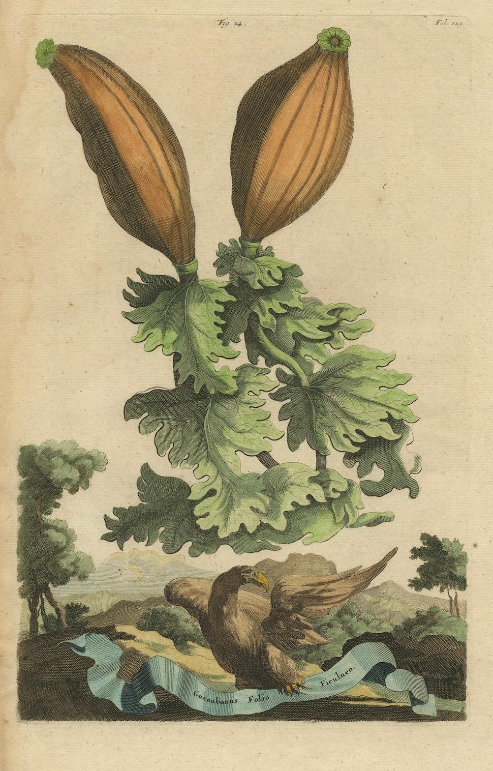 Paper Botanical Illustration of Soursop (Annona muricata) from Munting’s 1696 Herbal For Sale
