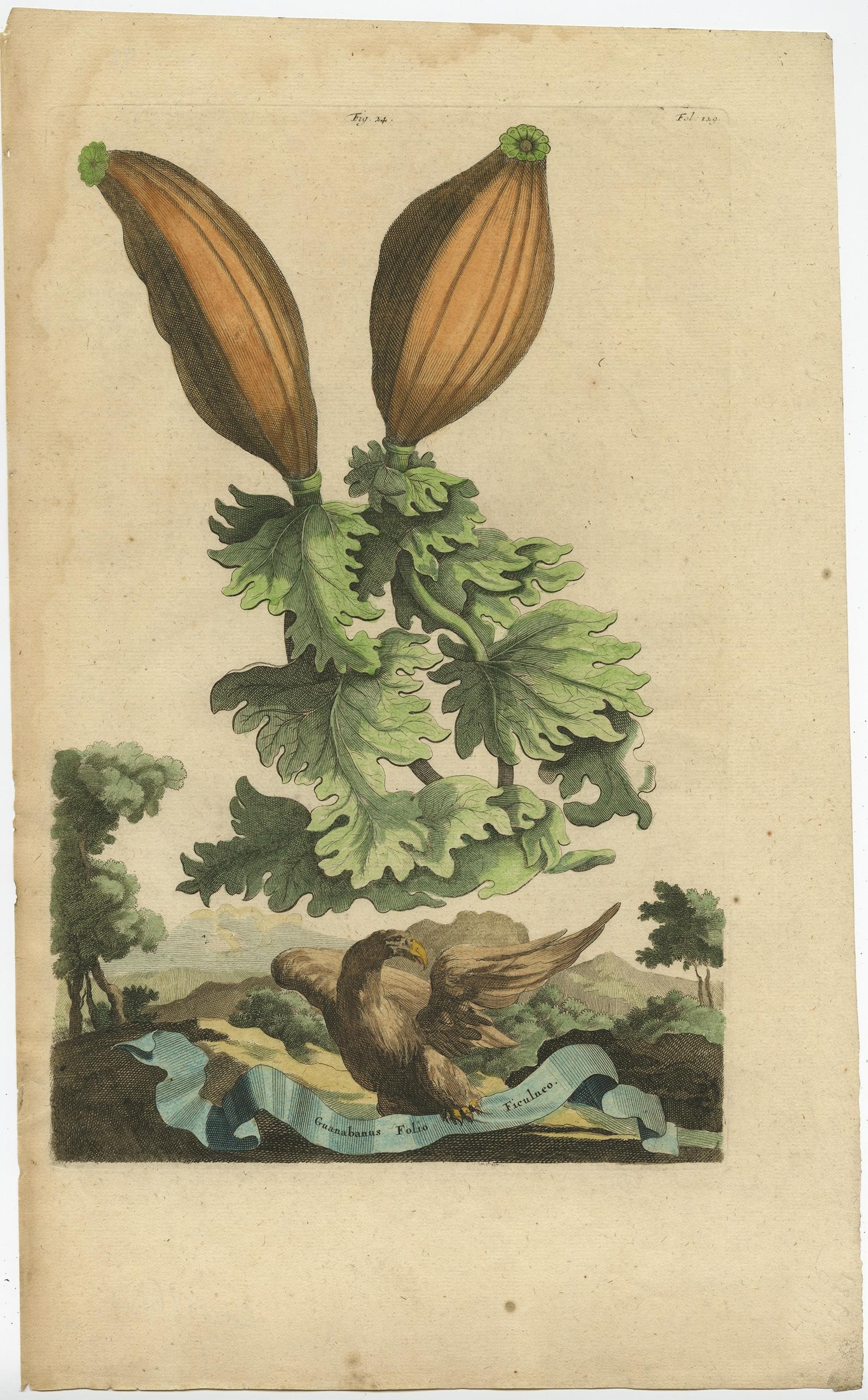 Botanical Illustration of Soursop (Annona muricata) from Munting’s 1696 Herbal For Sale 1