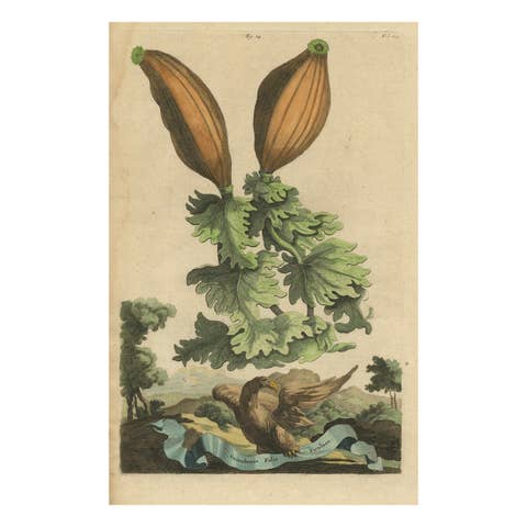 Botanical Illustration of Soursop (Annona muricata) from Munting’s 1696 Herbal