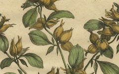 Botanical Illustration of Spanish Kidney Vetch, from Munting’s 1696 Herbal