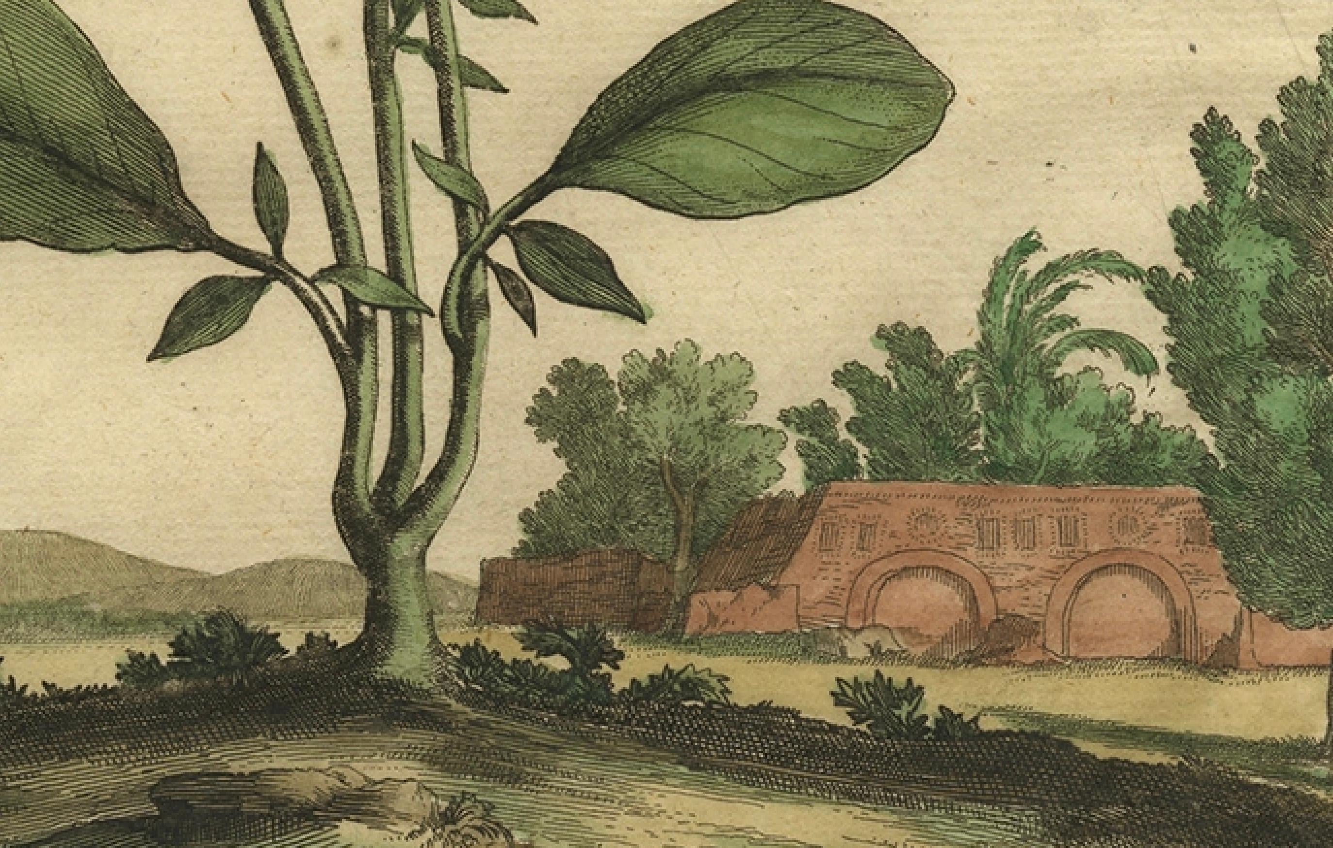 Inciso Illustrazione botanica della veccia renale spagnola, dall'Erbario di Munting del 1696 in vendita