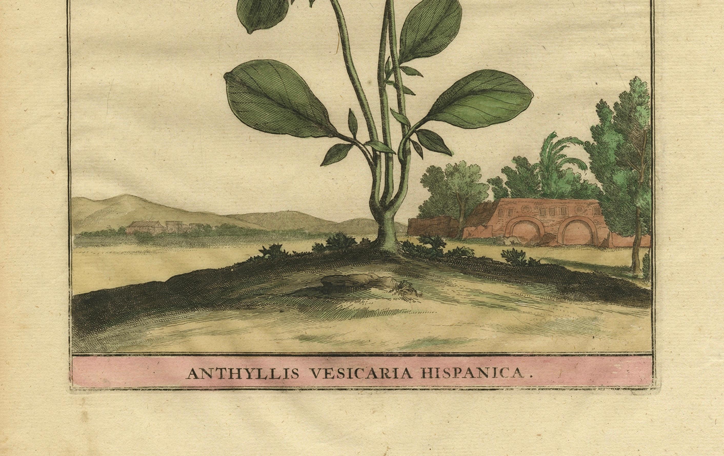 Illustrazione botanica della veccia renale spagnola, dall'Erbario di Munting del 1696 In condizioni buone in vendita a Langweer, NL