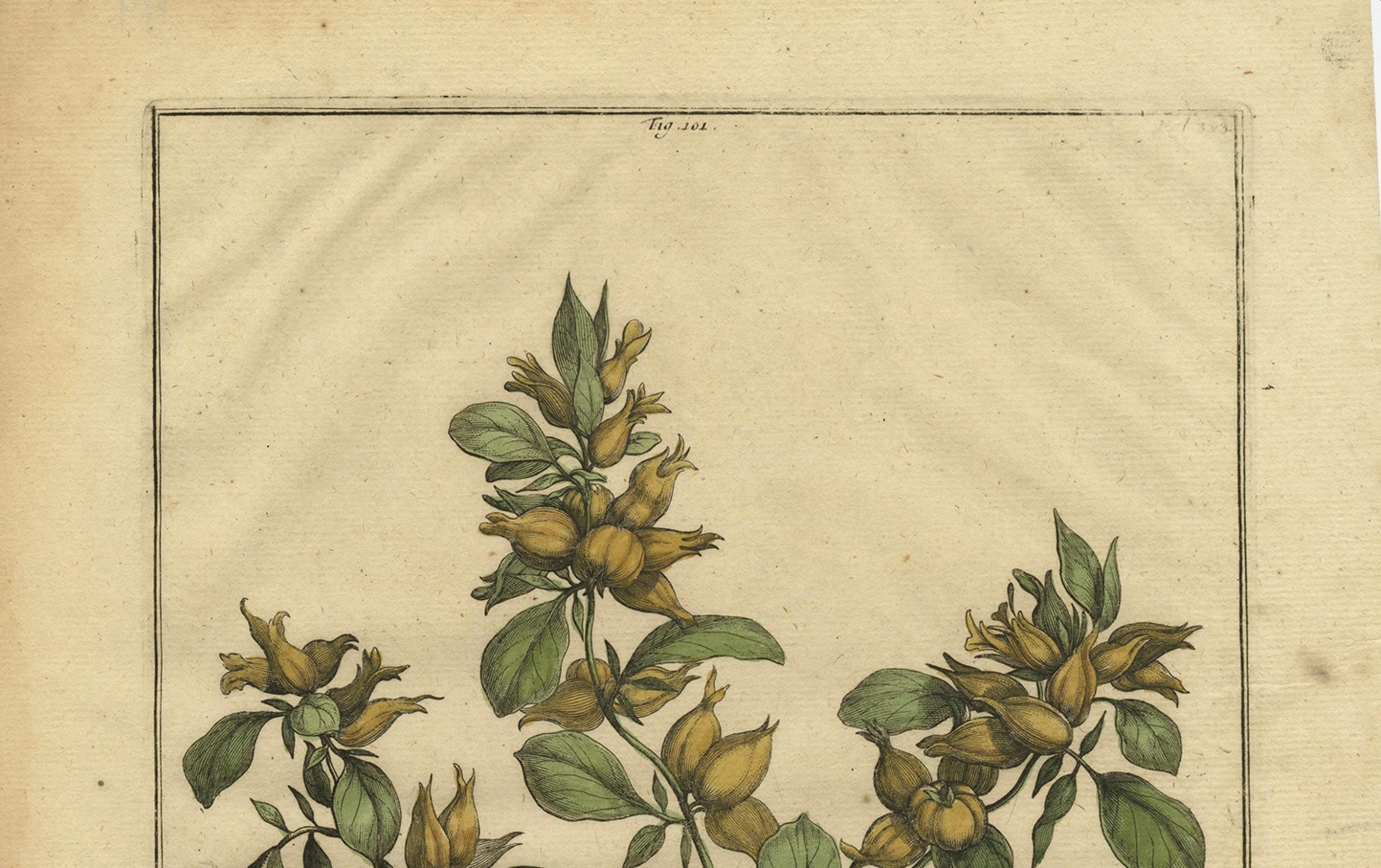 Fine XVII secolo Illustrazione botanica della veccia renale spagnola, dall'Erbario di Munting del 1696 in vendita