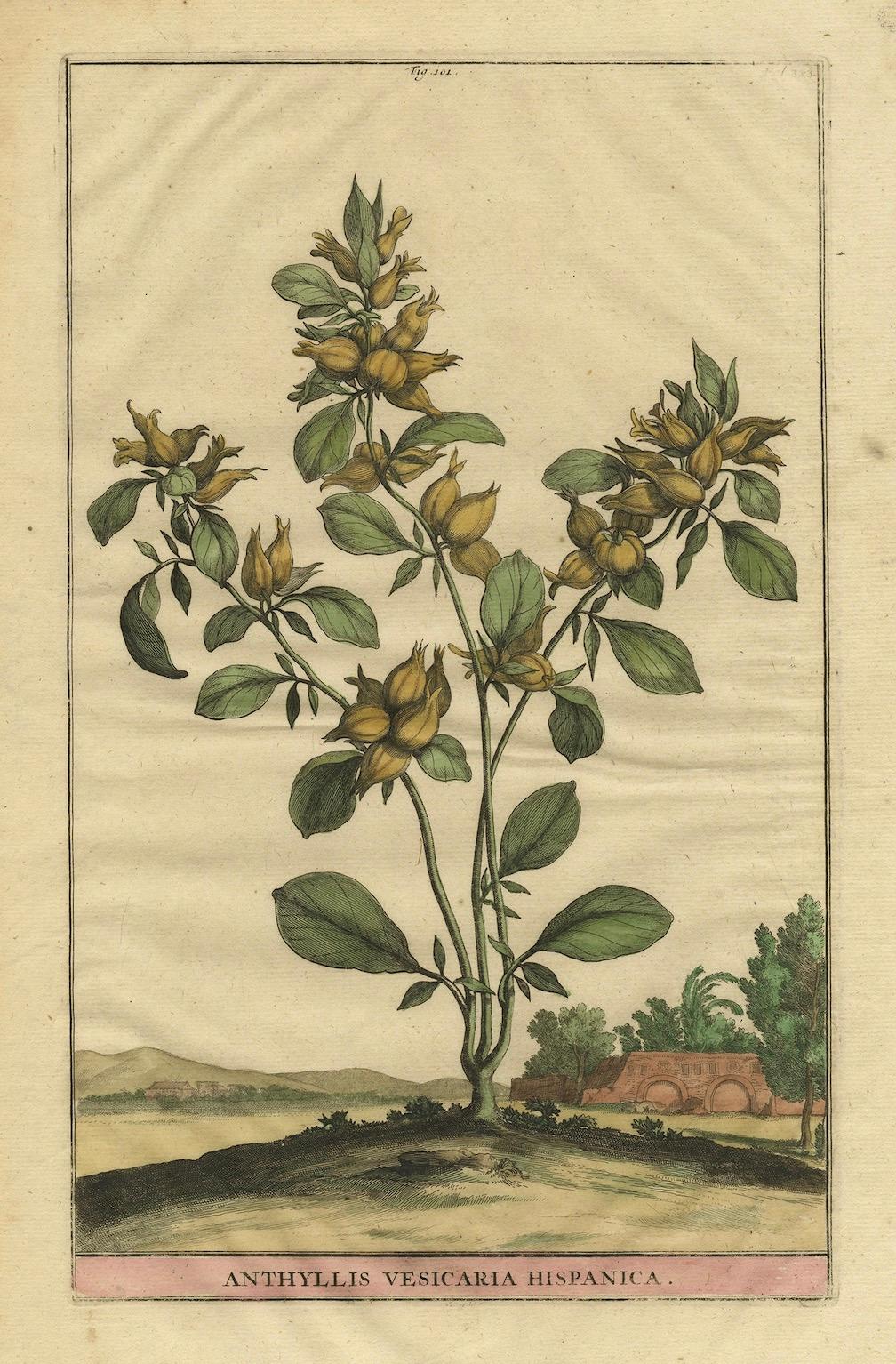 Carta Illustrazione botanica della veccia renale spagnola, dall'Erbario di Munting del 1696 in vendita