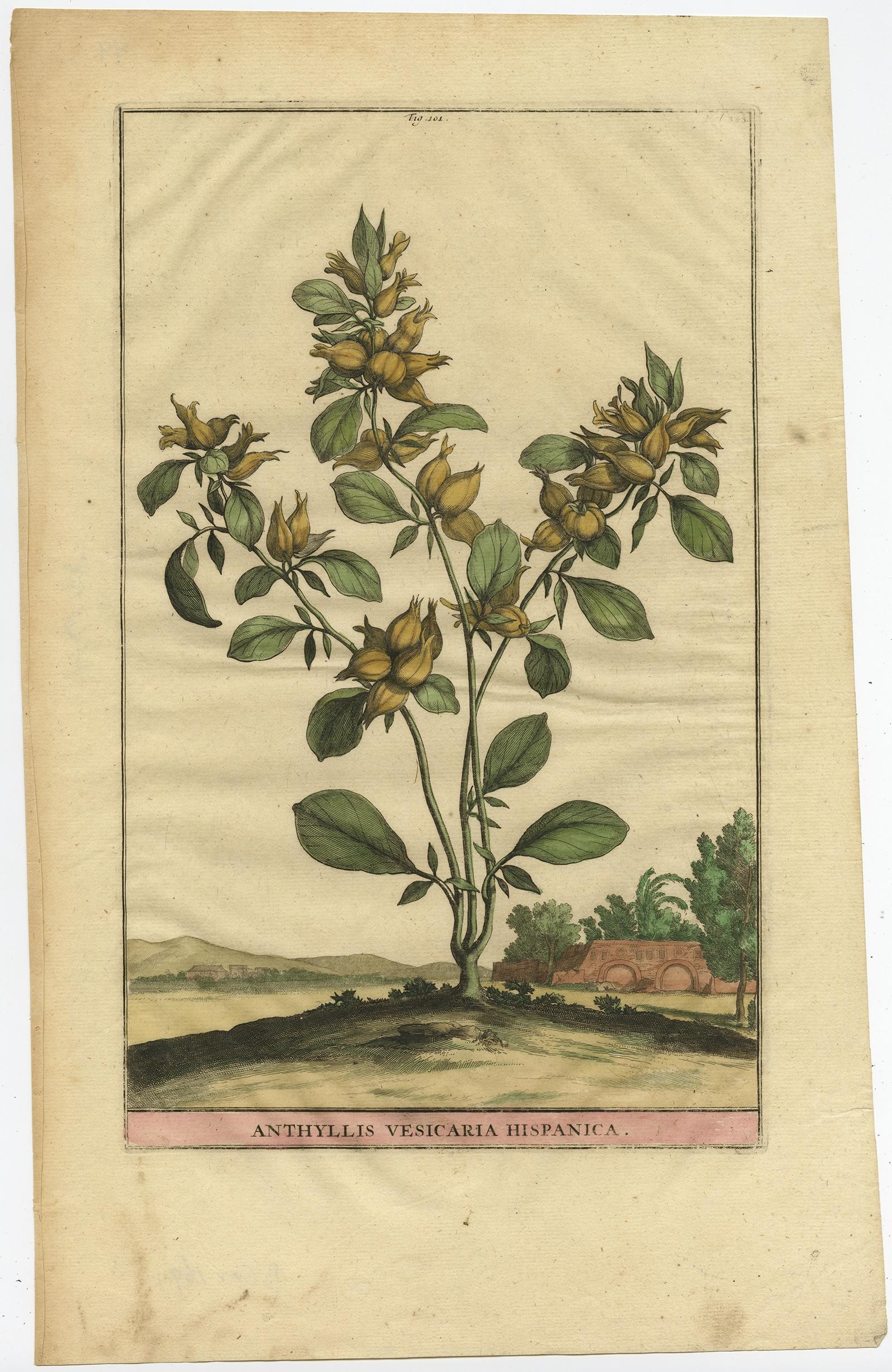 Illustrazione botanica della veccia renale spagnola, dall'Erbario di Munting del 1696 in vendita 1