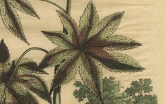 Botanical Illustration of the Castor Oil Plant (Ricinus communis), 1696