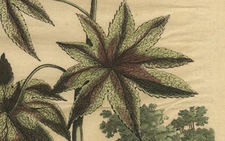 Botanical Illustration of the Castor Oil Plant (Ricinus communis), 1696, view 2
