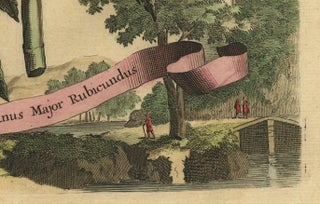 Botanical Illustration of the Castor Oil Plant (Ricinus communis), 1696, view 3