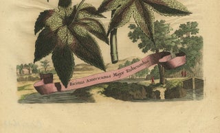 Botanical Illustration of the Castor Oil Plant (Ricinus communis), 1696, view 4