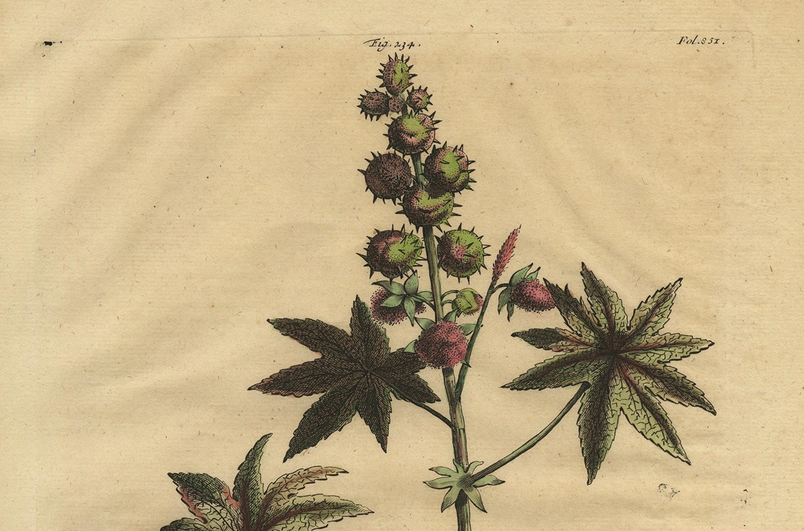 Ilustración botánica de la planta de ricino (Ricinus communis), 1696 finales del siglo XVII en venta