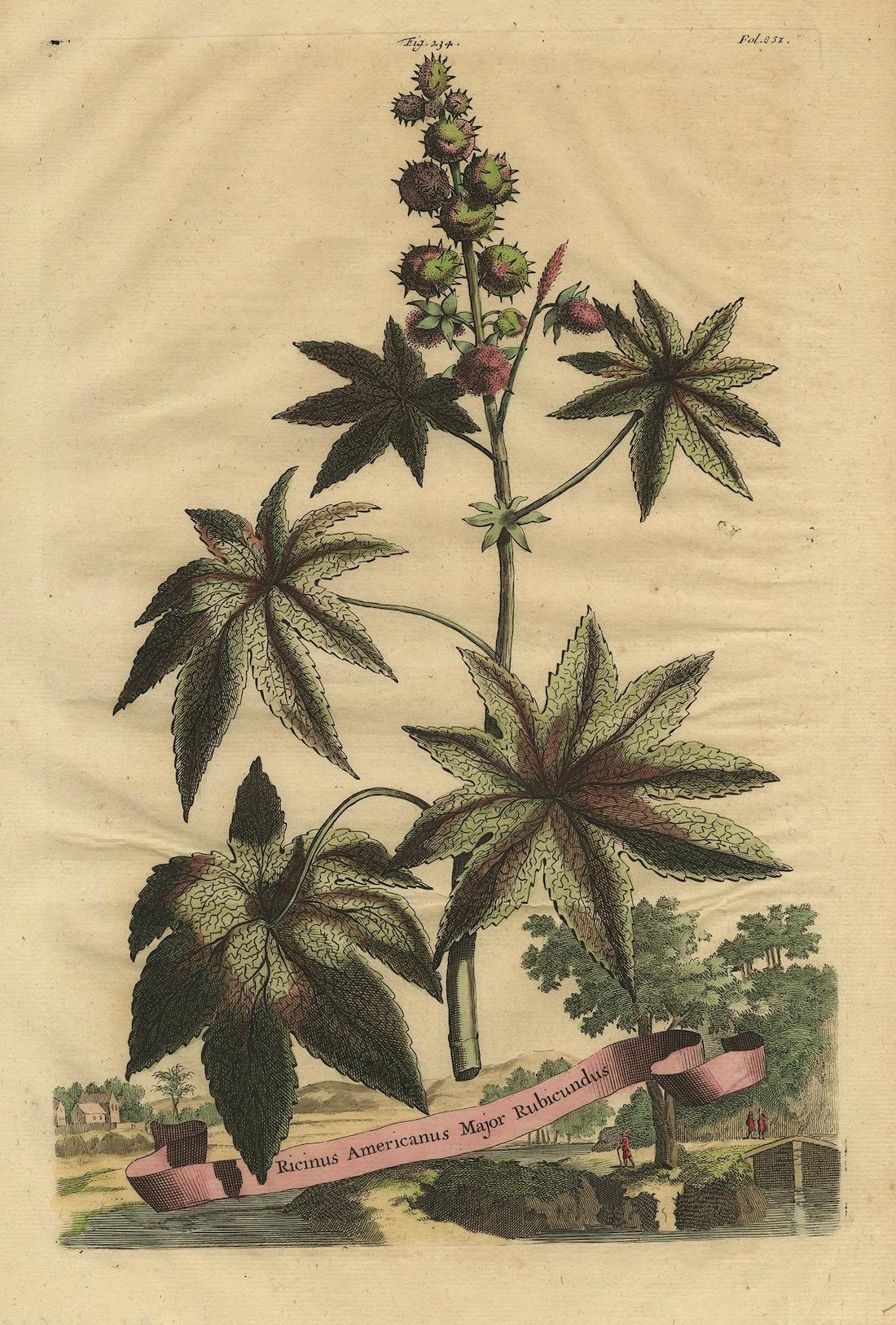 Ilustración botánica de la planta de ricino (Ricinus communis), 1696 Papel en venta