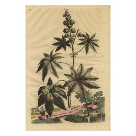 Botanical Illustration of the Castor Oil Plant (Ricinus communis), 1696