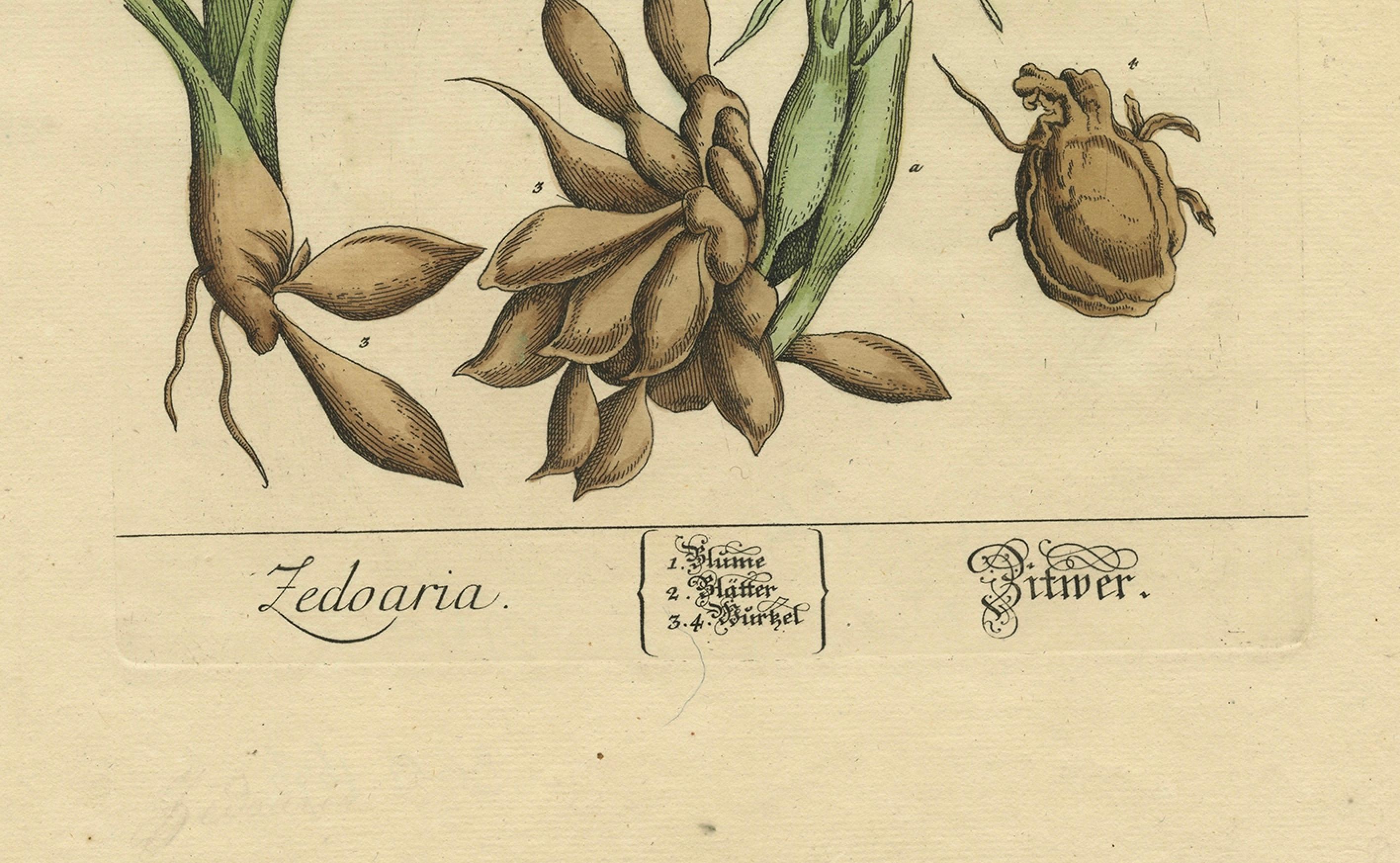 Botanicale Illustration des weißen Türkis (Curcuma zedoaria) von Blackwell, 1696 (Graviert) im Angebot