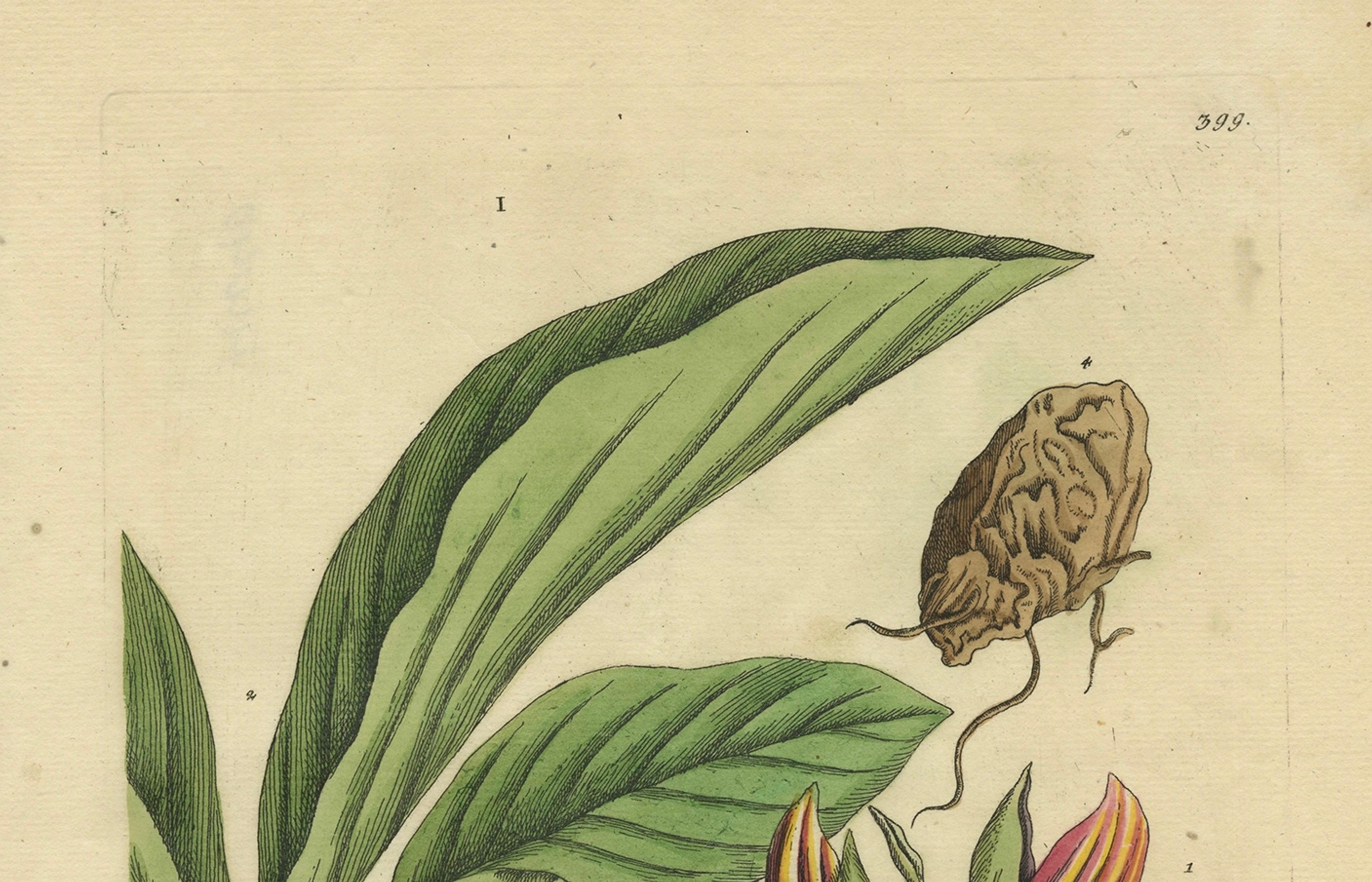 Botanicale Illustration des weißen Türkis (Curcuma zedoaria) von Blackwell, 1696 (Spätes 17. Jahrhundert) im Angebot