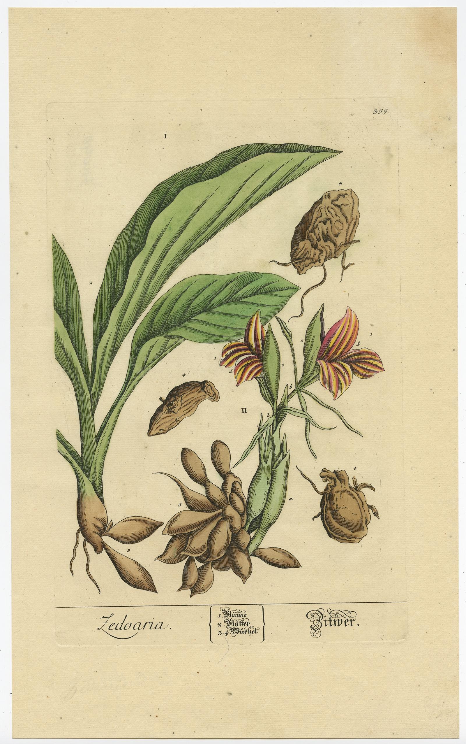 Botanicale Illustration des weißen Türkis (Curcuma zedoaria) von Blackwell, 1696 (Papier) im Angebot