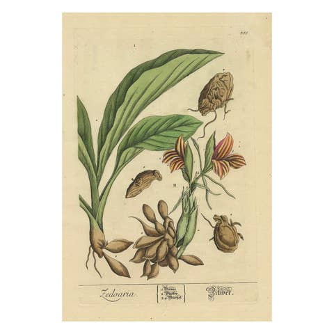 Botanical Illustration of White Turmeric (Curcuma zedoaria) by Blackwell, 1696