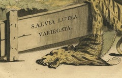 Botanical Illustration of Yellow Variegated Sage from Munting’s 1696 Herbal