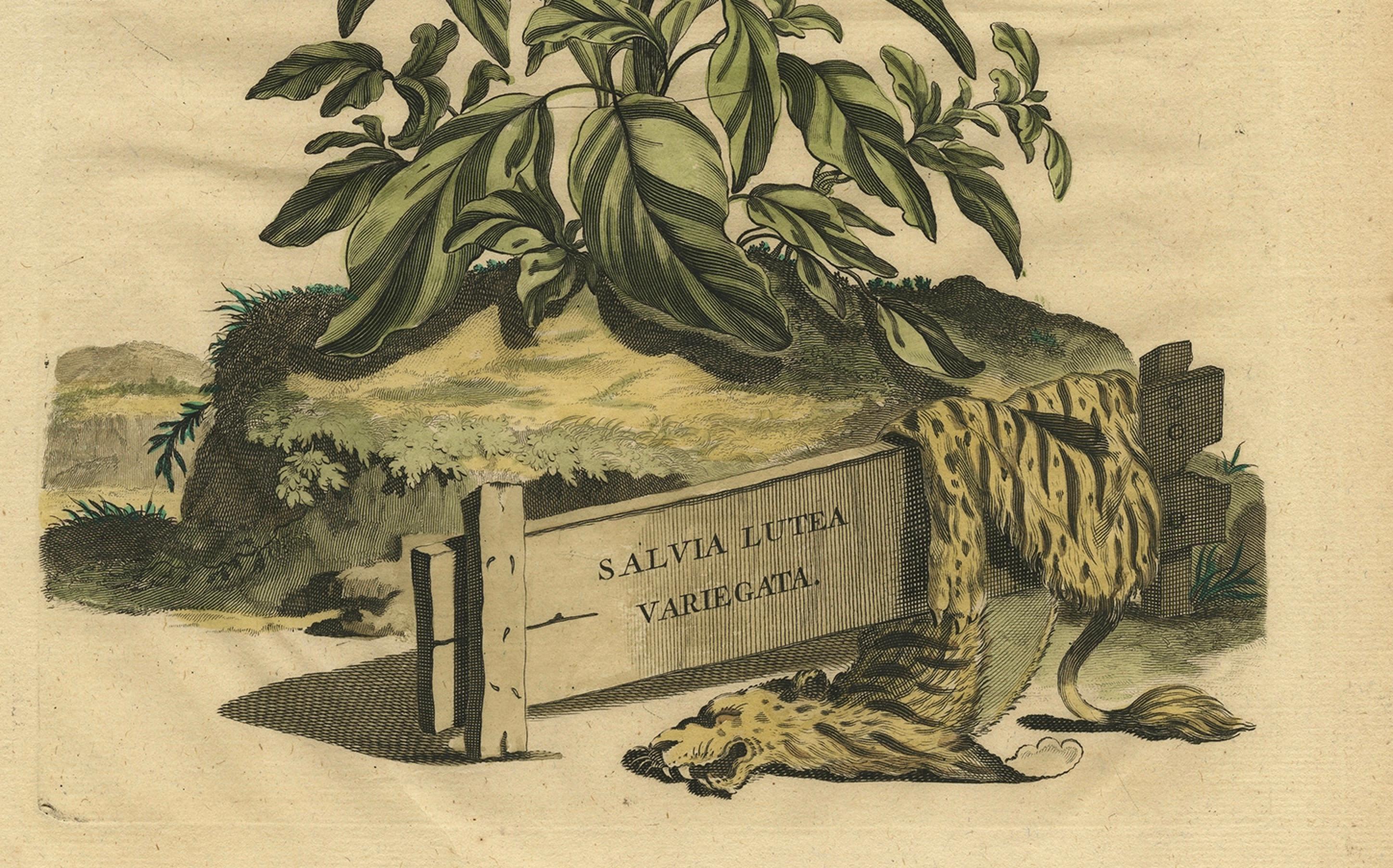 Botanische Illustration von Yellow Variegated Sage aus Muntings Herbal von 1696 (Graviert) im Angebot