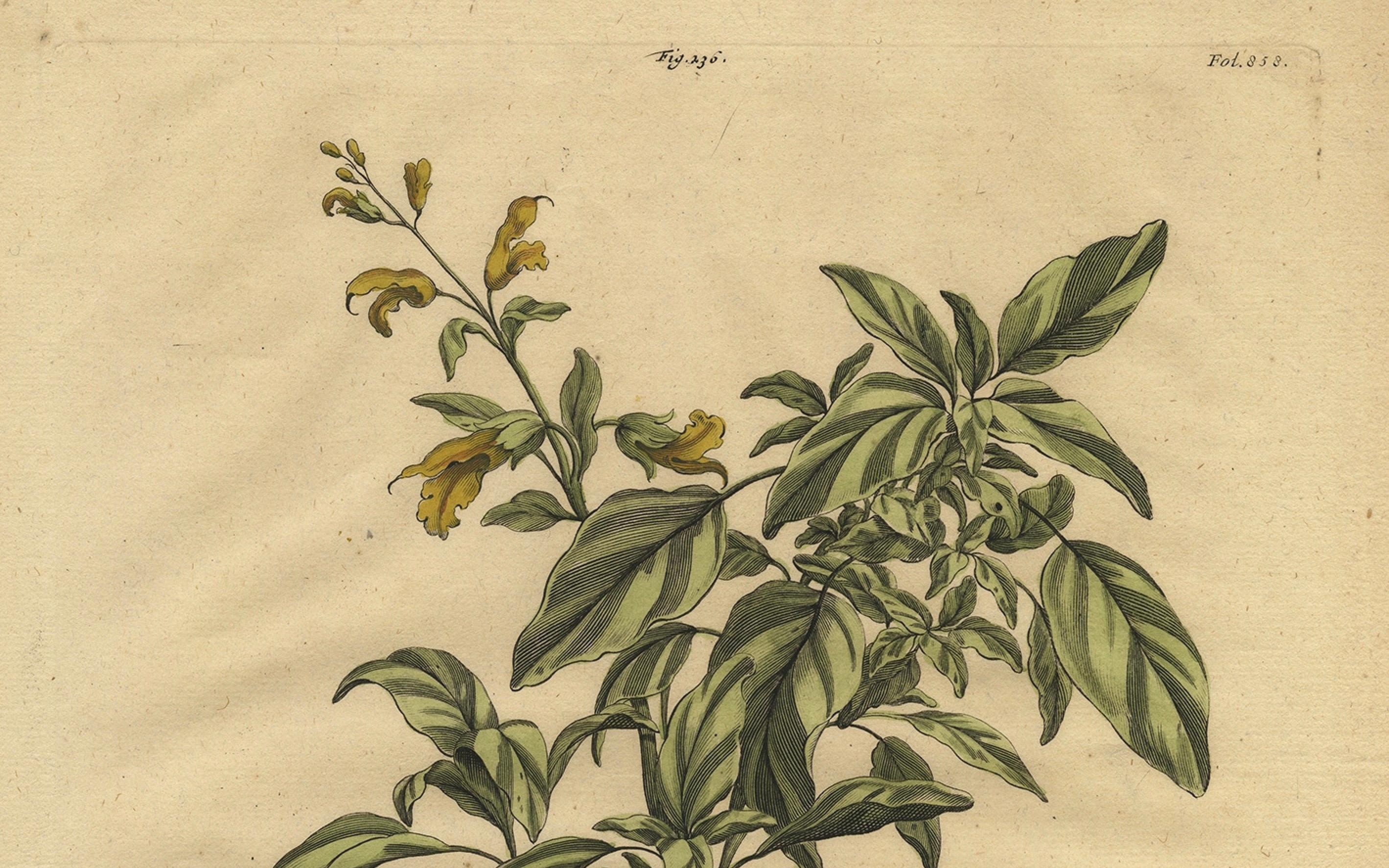 Botanische Illustration von Yellow Variegated Sage aus Muntings Herbal von 1696 im Zustand „Gut“ im Angebot in Langweer, NL