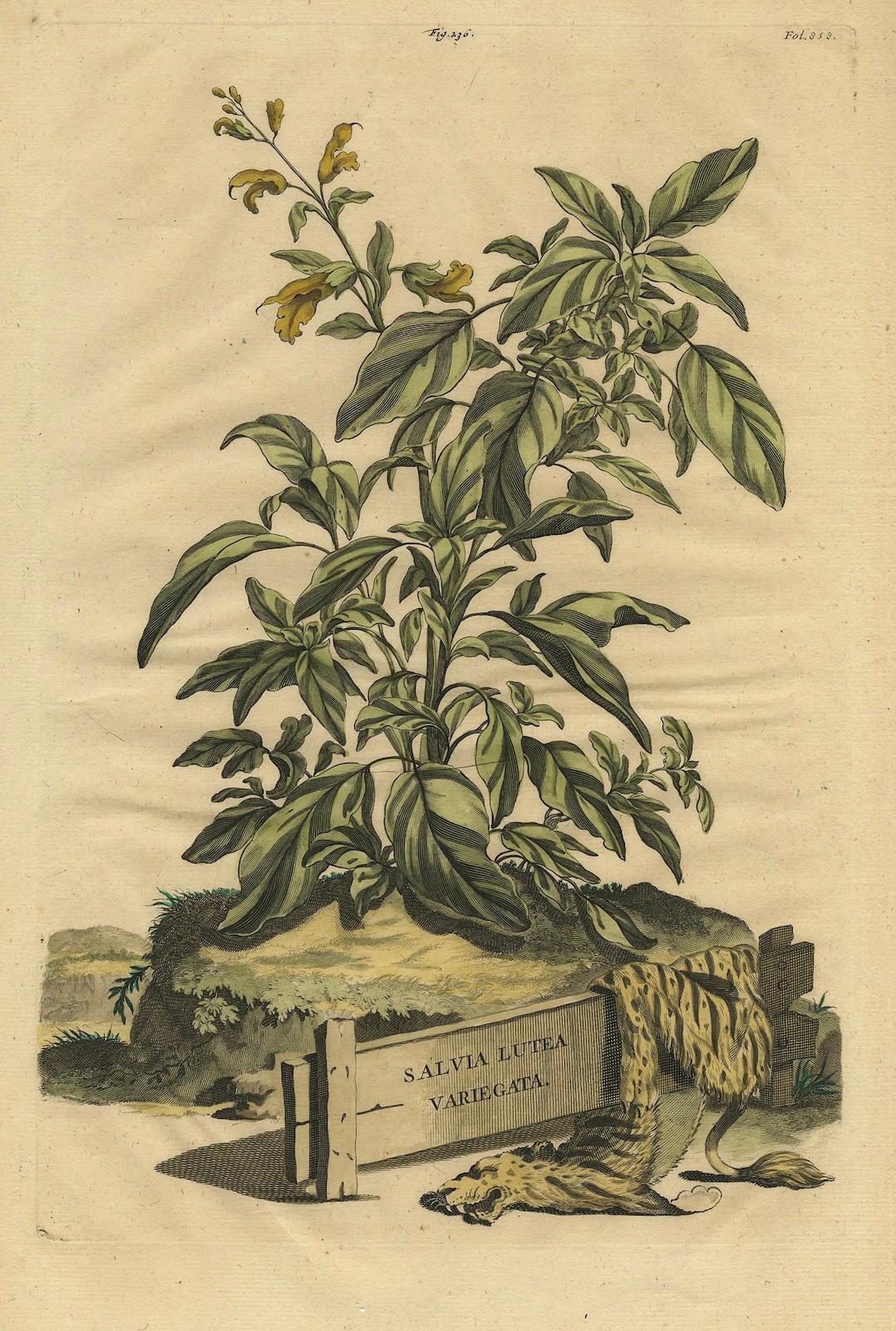 Botanische Illustration von Yellow Variegated Sage aus Muntings Herbal von 1696 (Spätes 17. Jahrhundert) im Angebot
