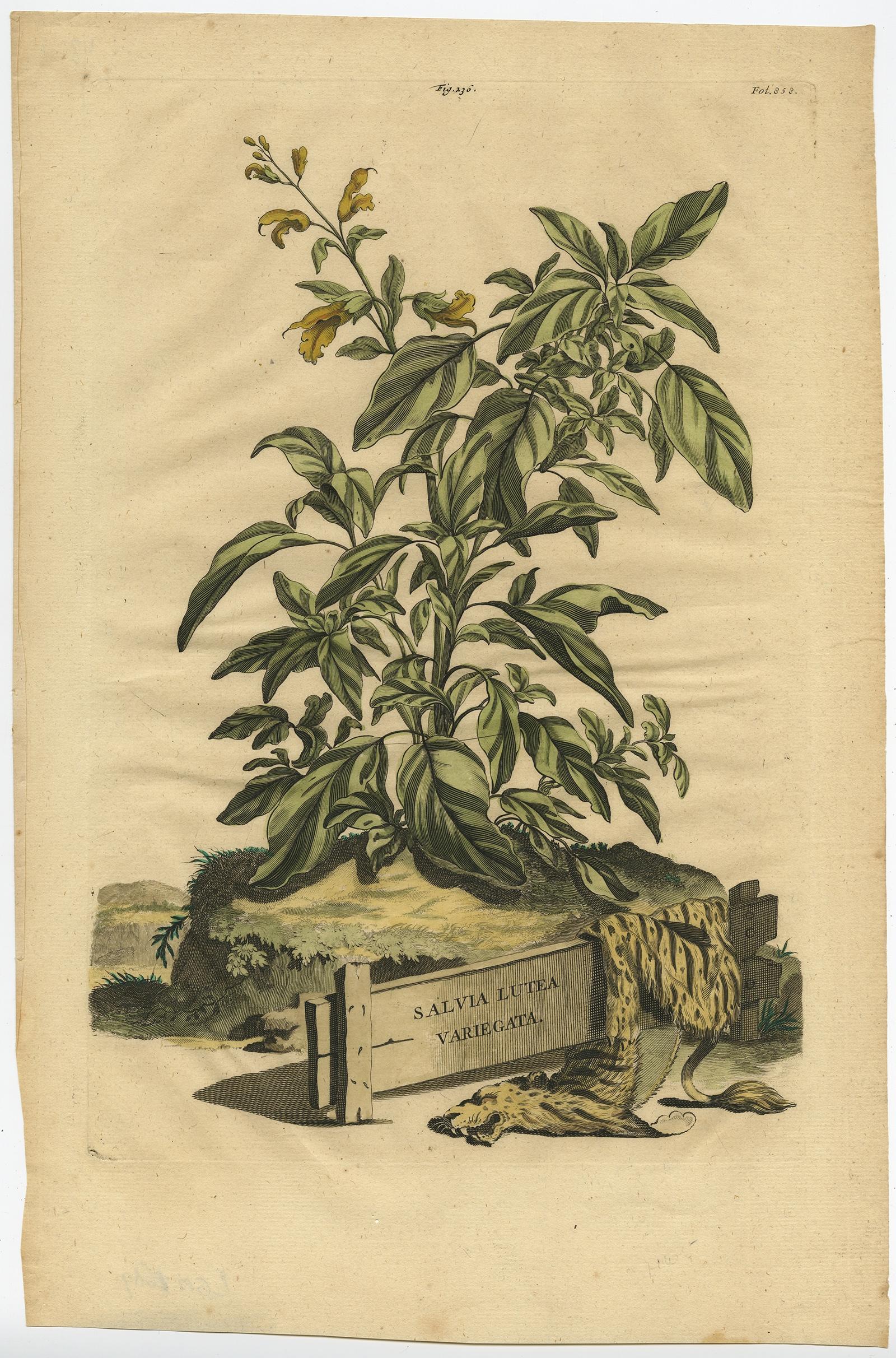 Botanische Illustration von Yellow Variegated Sage aus Muntings Herbal von 1696 (Papier) im Angebot