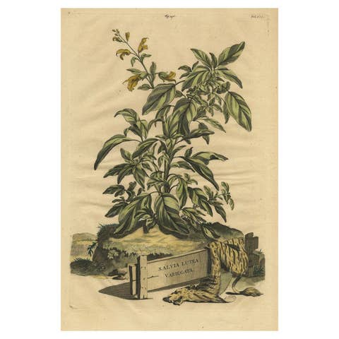 Botanical Illustration of Yellow Variegated Sage from Munting’s 1696 Herbal