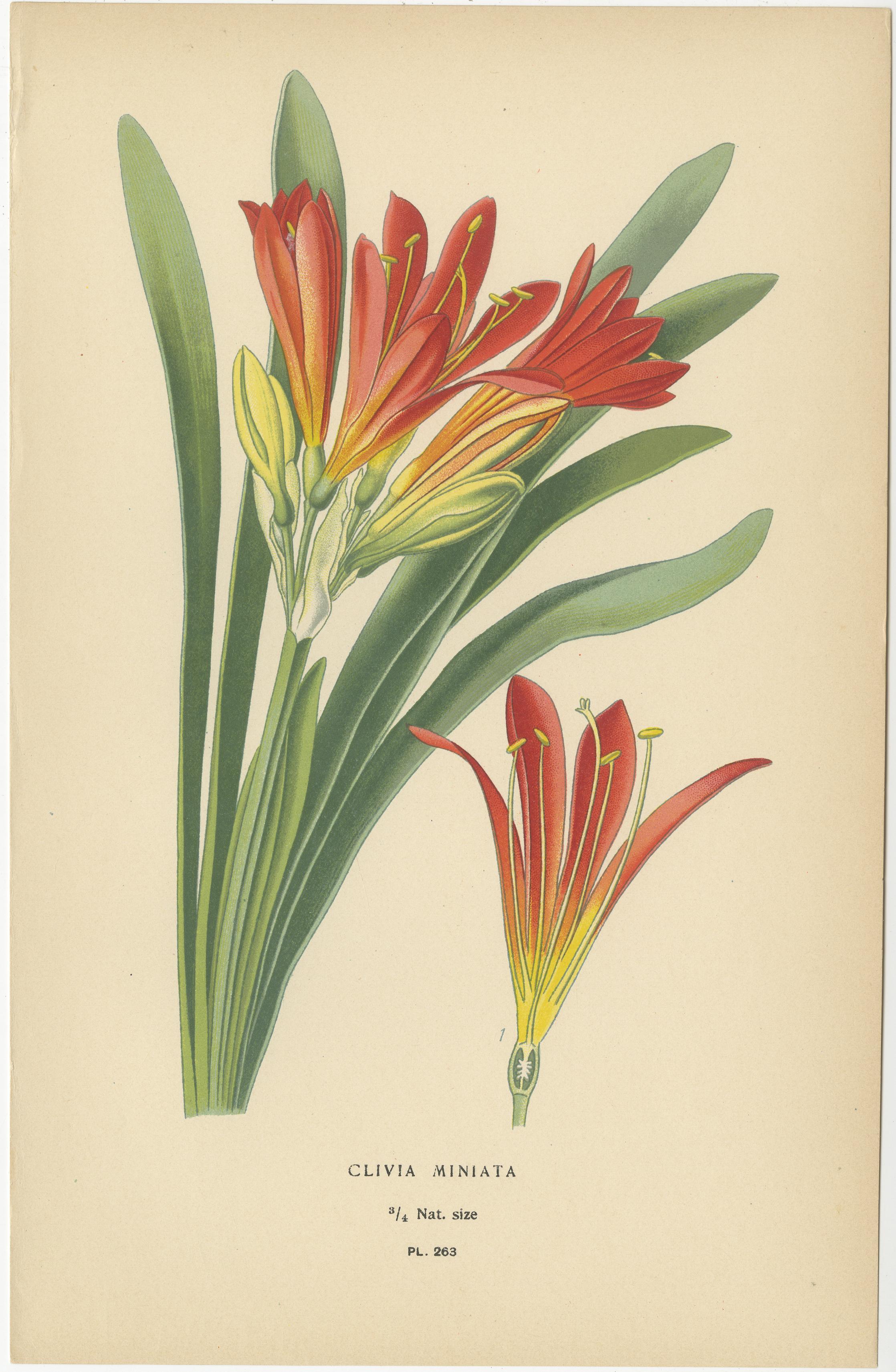 Es handelt sich um leuchtende Chromolithografien aus 