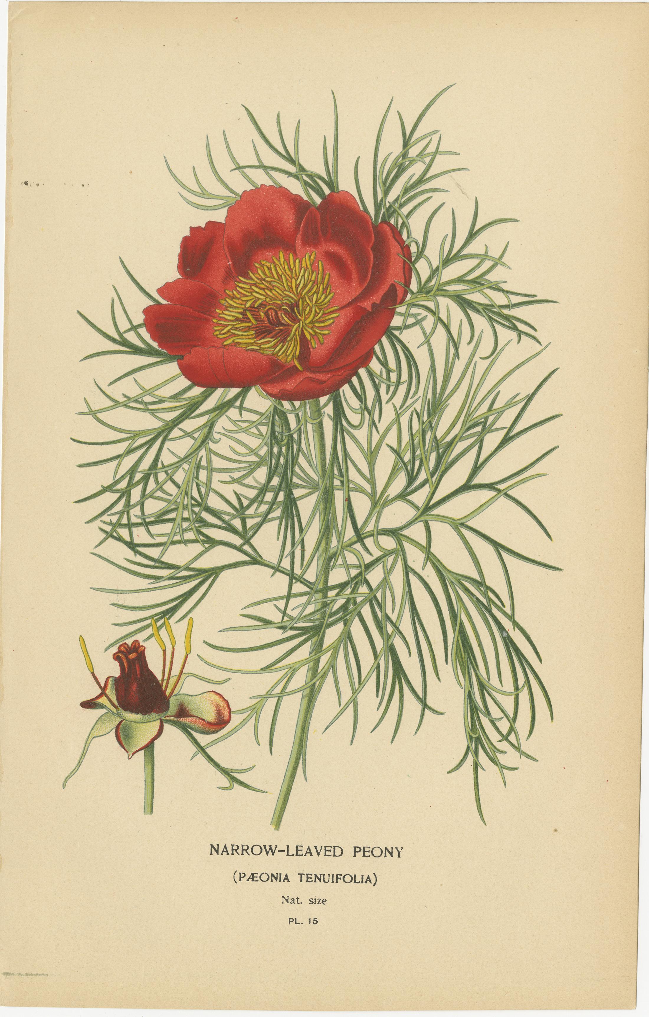 Botanicale Illustrationen aus der viktorianischen Ära: Eine visuelle Feier der Flora im Zustand „Gut“ im Angebot in Langweer, NL