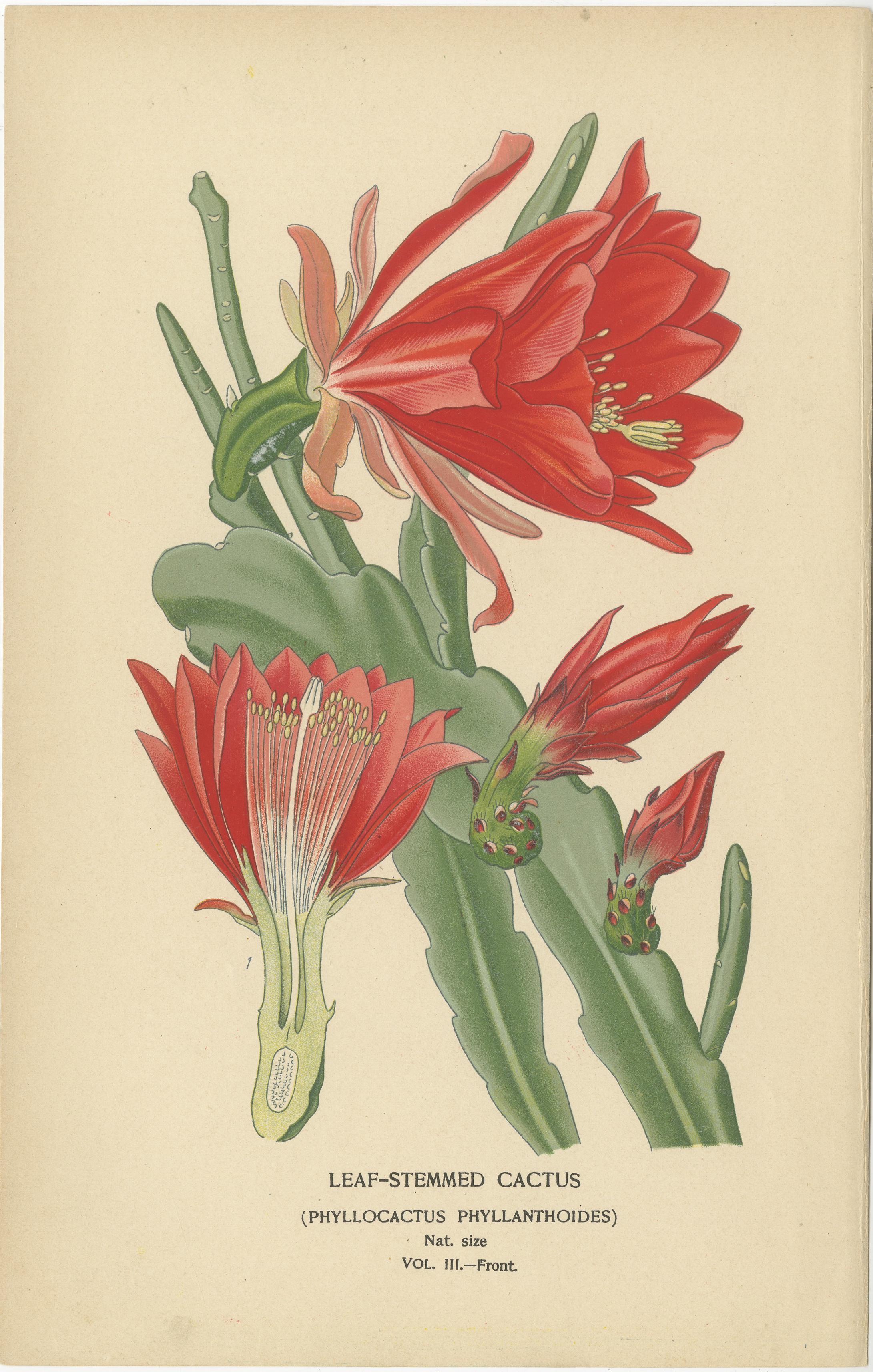Botanicale Illustrationen aus der viktorianischen Ära: Eine visuelle Feier der Flora (Spätes 19. Jahrhundert) im Angebot