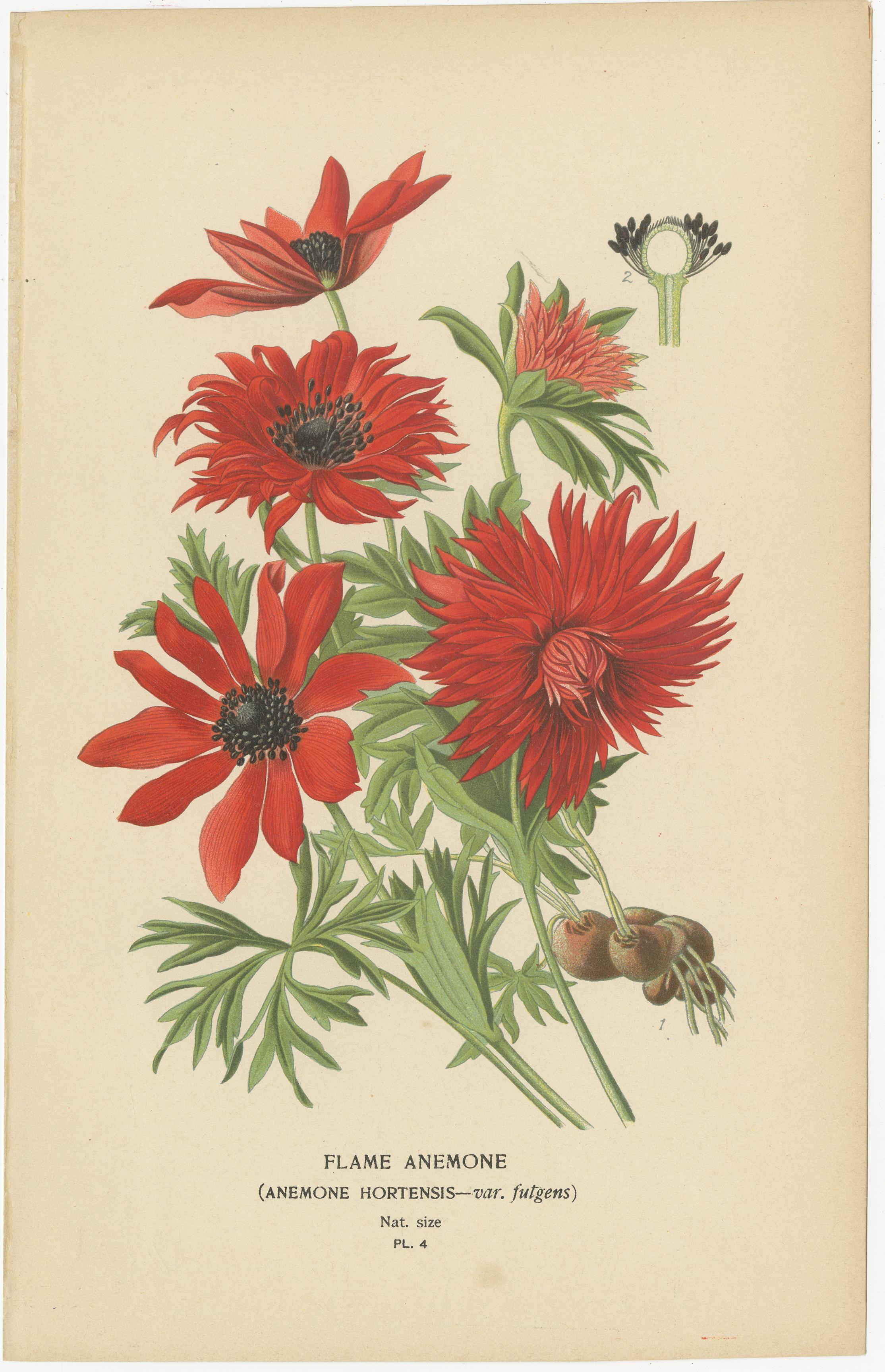 Botanicale Illustrationen aus der viktorianischen Ära: Eine visuelle Feier der Flora (Papier) im Angebot