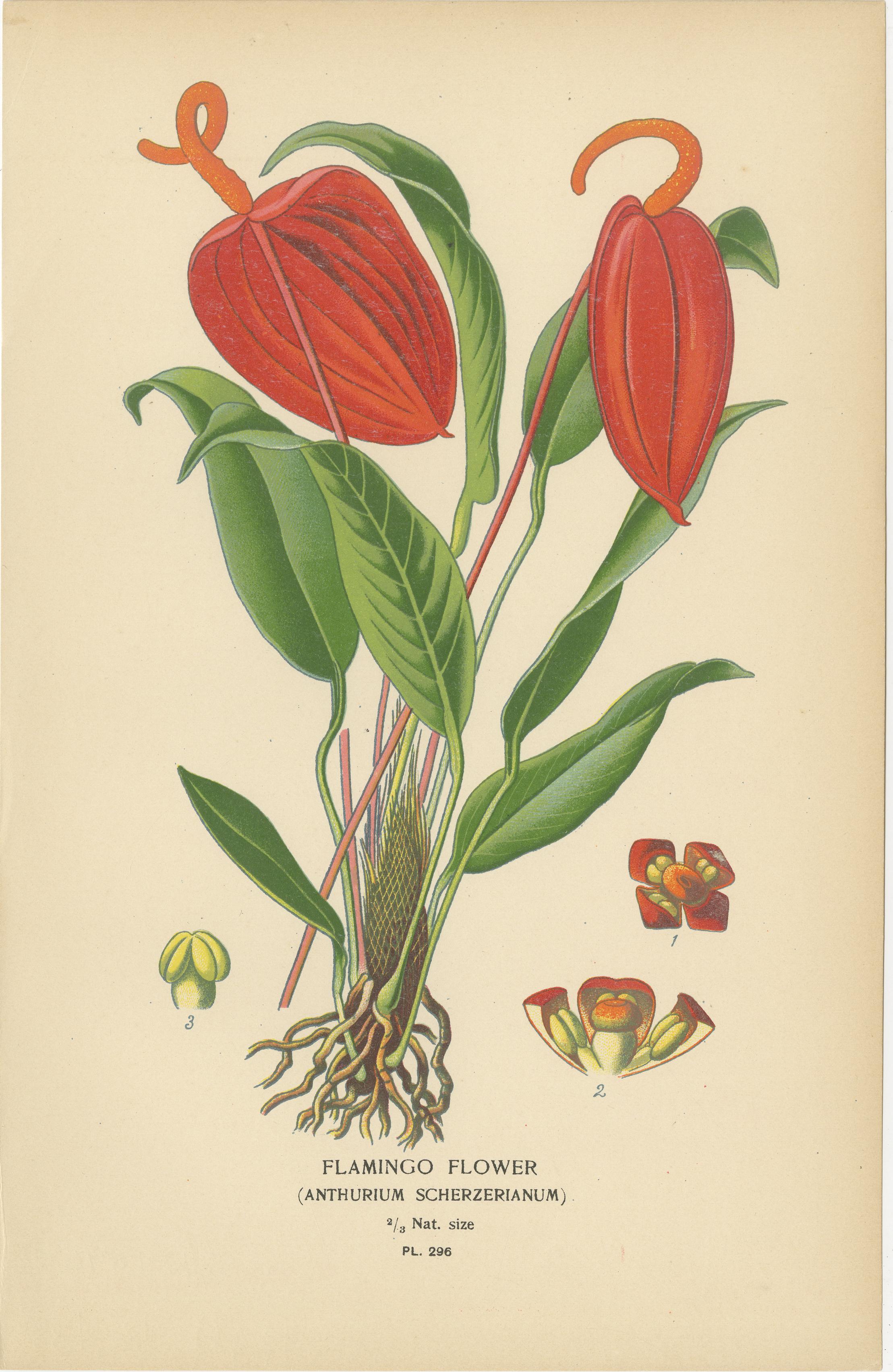 Botanicale Illustrationen aus der viktorianischen Ära: Eine visuelle Feier der Flora im Angebot 1