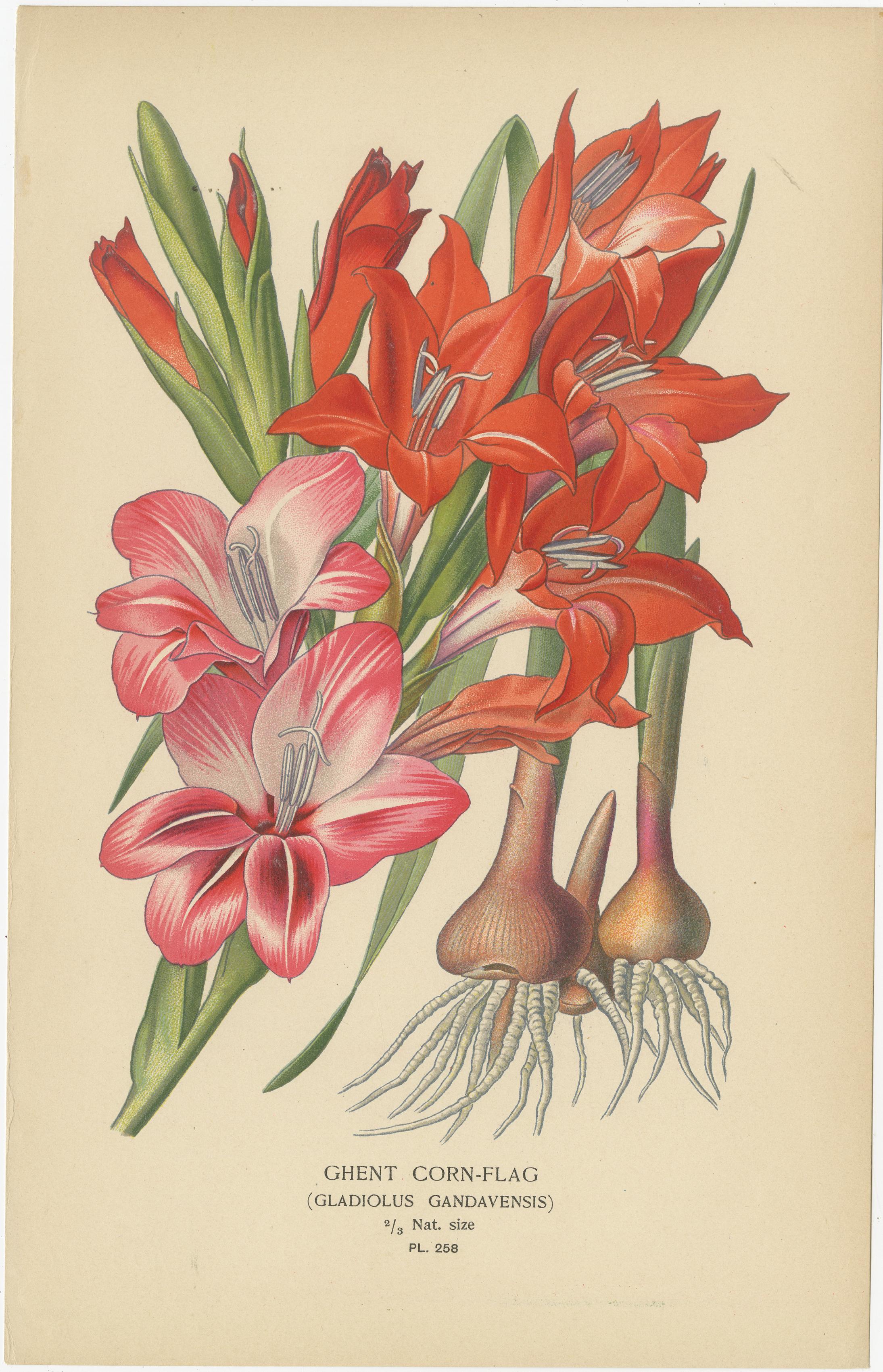 Botanicale Illustrationen aus der viktorianischen Ära: Eine visuelle Feier der Flora im Angebot 2